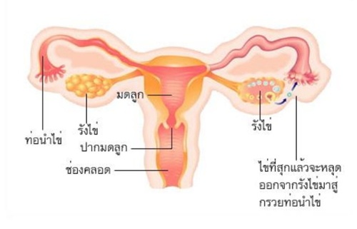 อวัยวัยวะเพศหญิงมีกี่แบบ