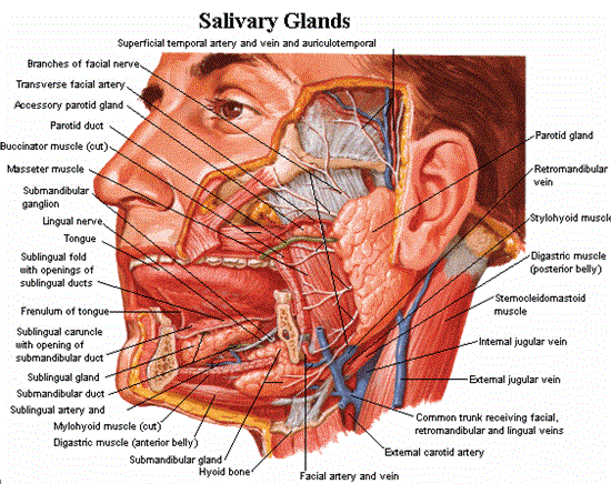 salivary-gland